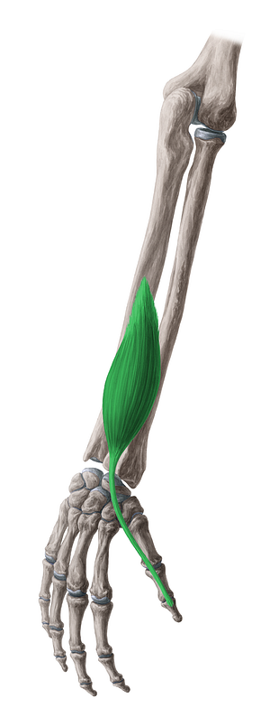 Extensor pollicis longus muscle (#5343)