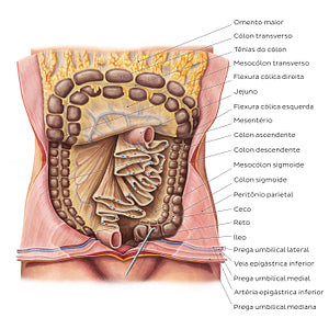 Mesentery (Portuguese)