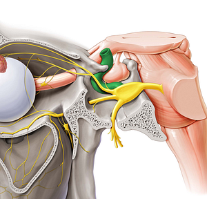 Internal carotid artery (#987)