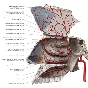Arteries of the nasal cavity (English)