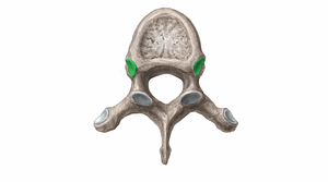 Superior costal facet of vertebra (#11388)