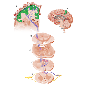 Postcentral gyrus (#12099)
