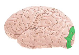 Brodmann area 18 (#18025)