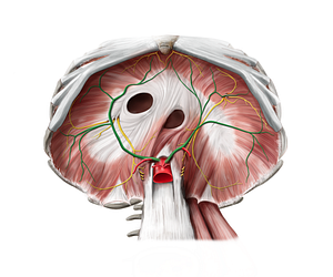 Inferior phrenic artery (#1177)