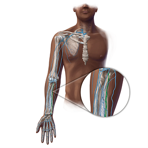 Ulnar veins (#19390)