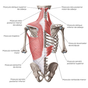 Superficial muscles of the back (Portuguese)