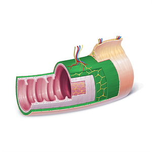 Muscular coat (#21844)