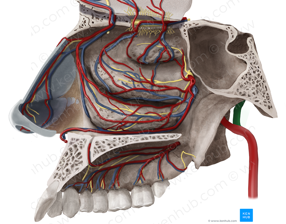 Superficial temporal artery (1900) Kenhub Image License Store
