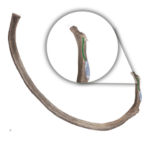 Crest on neck of rib (#119)