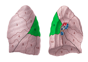 Superior segment of left lung (#20702)