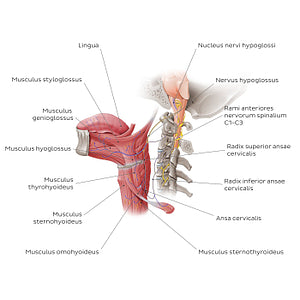 Hypoglossal nerve (Latin)