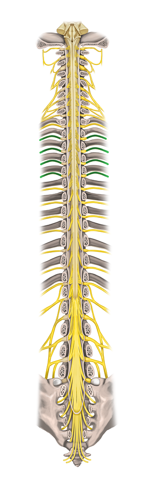 2nd-5th intercostal nerves (#18426)