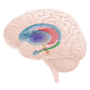 Tail of caudate nucleus (#16698)