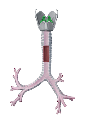 Arytenoid cartilage (#2487)