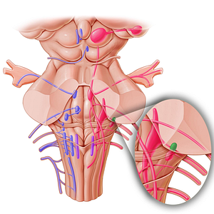Anterior cochlear nucleus (#7177)