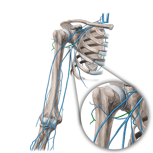 Posterior circumflex humeral vein (#21650)