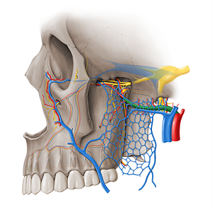 Maxillary artery (#18464)