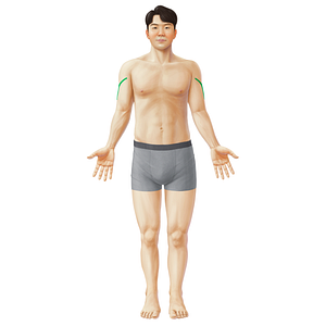 Lateral bicipital groove (#20932)