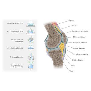 Synovial joints: Types and structure (Portuguese)