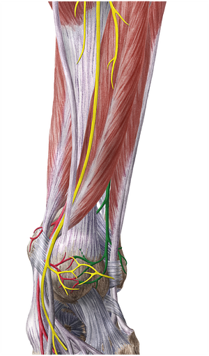Fibular artery (#1626)