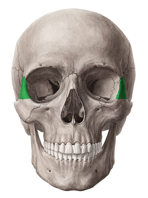 Frontal process of zygomatic bone (#8210)