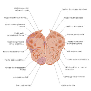 Medulla oblongata: Vagus nerve level (Spanish)