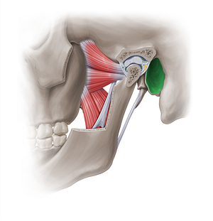External acoustic meatus (#18854)