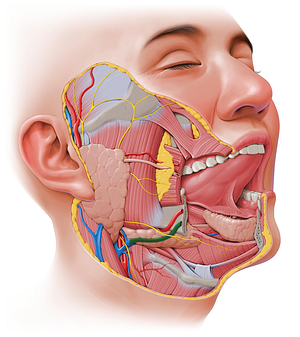 Facial vein (#10231)