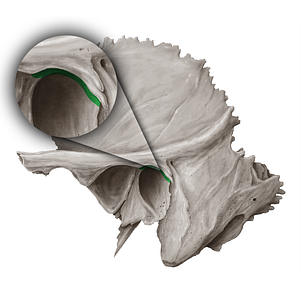 Tympanosquamous fissure (#19687)