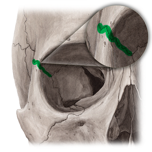Frontozygomatic suture (#21452)