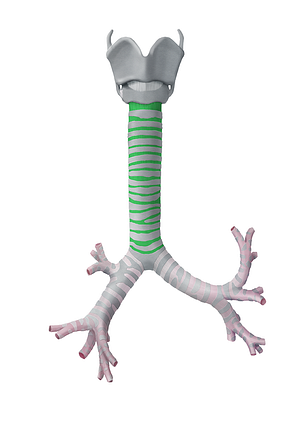 Anular ligaments of trachea (#4451)