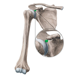 Supraglenoid tubercle of scapula (#19948)