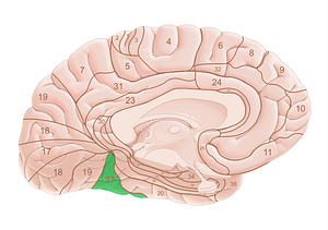 Brodmann area 37 (#18045)