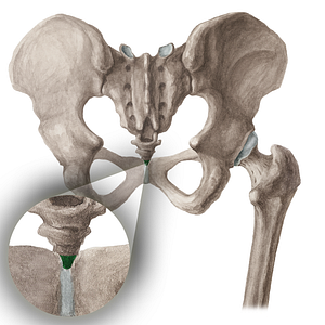 Vertebra Co4 (#16048)