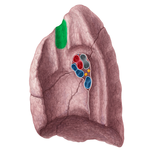 Impression for right brachiocephalic vein of right lung (#21321)