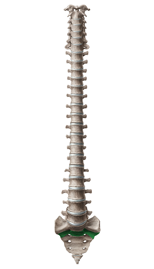 Vertebra S2 (#12582)
