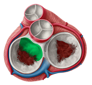 Anterior leaflet of left atrioventricular valve (#3180)