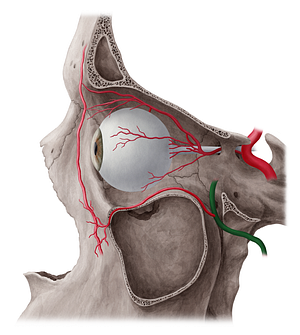 Maxillary artery (#1496)