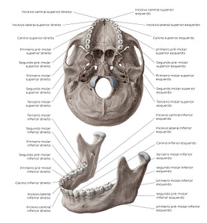 Teeth names (Portuguese)