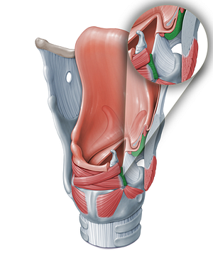 Thyroarytenoid muscle (#18325)