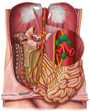Celiac lymph nodes (#6985)