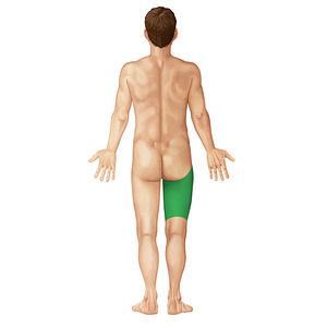 Posterior region of thigh (#413)