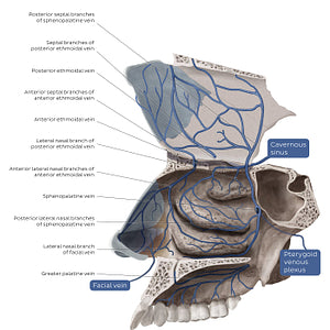Veins of the nasal cavity (English)