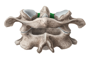 Anterior arch of atlas (#813)