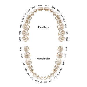 Alphanumeric Notation (permanent teeth) (English)