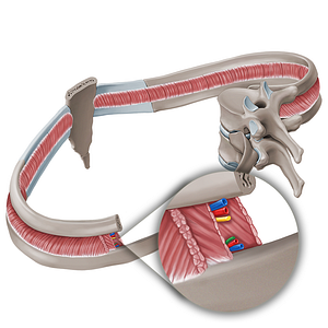 Collateral branch of intercostal nerve (#19119)