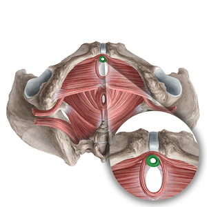 Female external urethral sphincter (proper) (#21282)