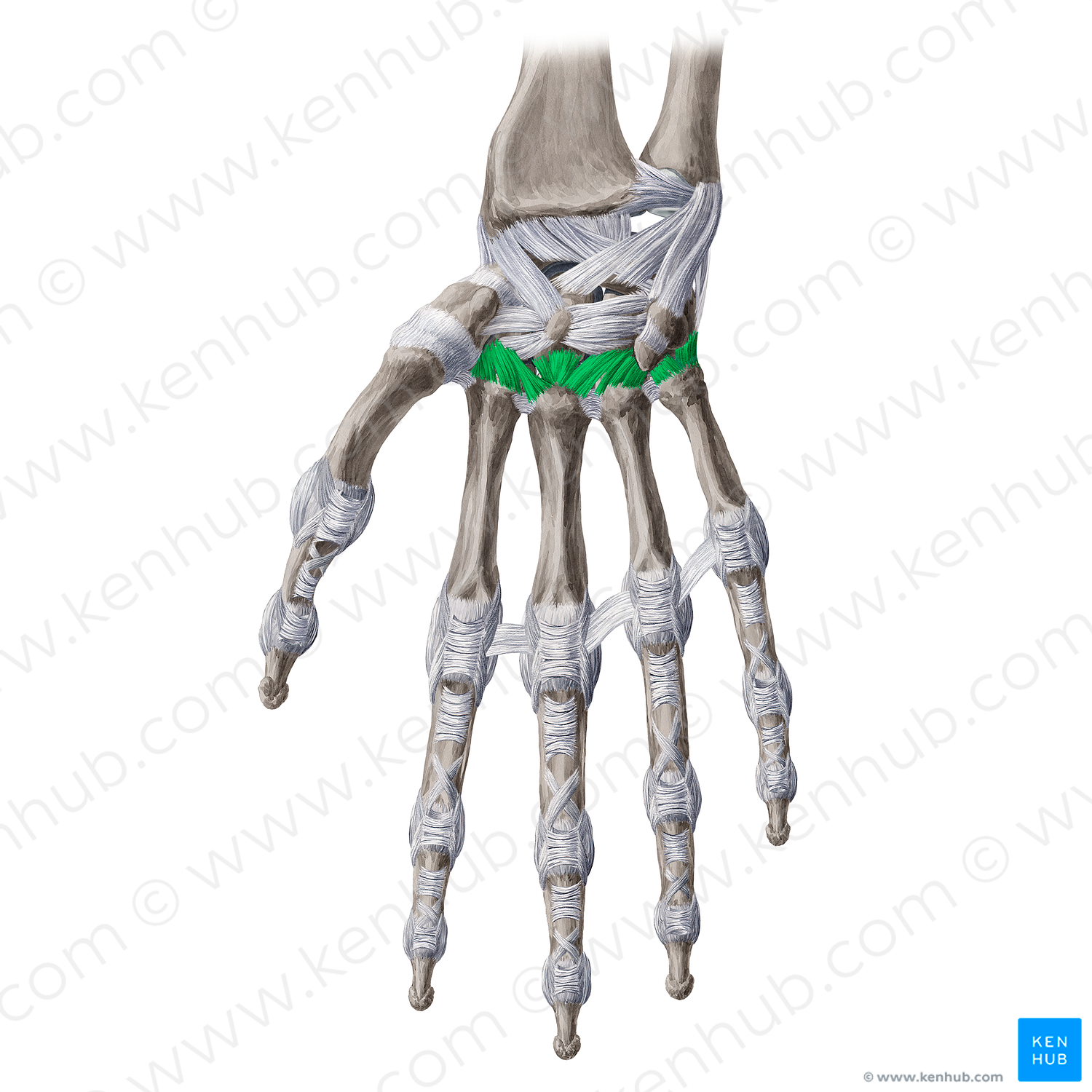 Palmar carpometacarpal ligaments (4454) Kenhub Image License Store