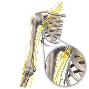 Medial brachial cutaneous nerve (#21667)