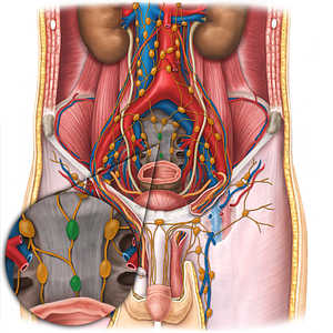 Median sacral lymph nodes (#19680)